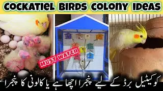 Successful colony breeding of cockatiel bird