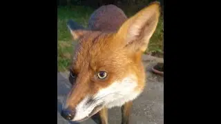 Fox Up Close