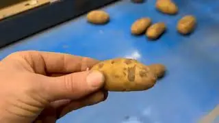 Sistema de inspección de patatas FLIKWEERT