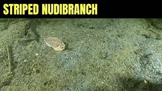 8 Минут С Полосатым Голожаберником | Морская Дикая Природа Моря Салиш | Расслабляющий