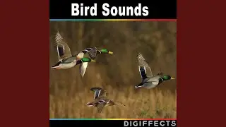 Long Tailed Duck