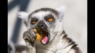 Most Funny And Cute Lemurs- New Compilation