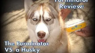 Furminator Review + Watch Husky Blowing Coat (GREAT Grooming Tool!)
