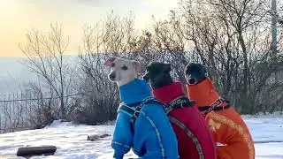 Левретки. Petit levrier Italian. Italienisches Windspiel, Italian greyhound, sighthound