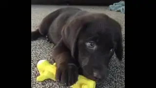 Chocolate Lab Puppy and a New Squeaky Chew Toy