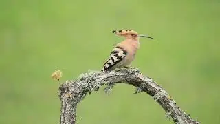 Hoopoe call - the best Hoopoe video 4K