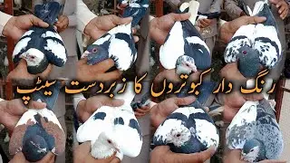 Rangdar Kabootaro ka Zabarbast Setup | Badshahi Shoq