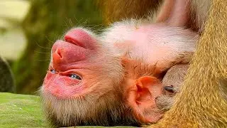 Surprising day! Monkey Luna giving birth to newborn baby monkey in this morning 7-28-2025