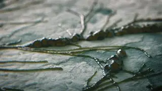 tutorial preview - Experimenting with Cinema 4D's New Particle System