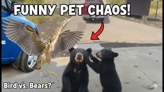 You Laugh You Lose😹Funniest Cats & Dogs❤️