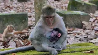 ready for drink milk for Jinx monkey