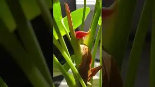 Anthurium New Buds #plants #indoorplants #plantmom #laceleaf #newgrowth #shortvideo