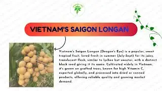 Some types of longan plants #longan #farming 
