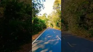 similipal odisha🌲🎄 l #shortvideo #shortsfeed #viral #love #viralvideo