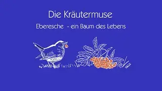 Eberesche ein Baum des Lebens