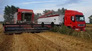Wielkie żniwa 2014 Kujawy cz.3 Massey Ferguson Cerea 7278 Zetor forterra 140HSX ᴴᴰ