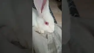 red eyes rabbit#youtubeshorts #rabbite #petbunny #cute #animal #love