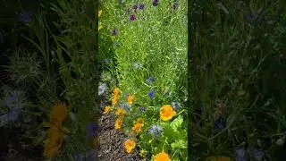 #wildflowers  #nature #garden
