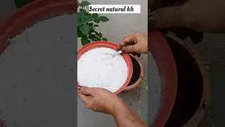 My Secret to a Healthy Rose Plant! 🌹✨ | Easy Gardening Tips 🪴|#shorts plant care Routine 🌿|