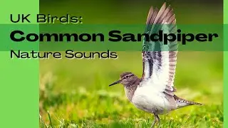 Common Sandpiper UK Birds. Bird Song Identifier, Field Recording, Bird Song, Bird Call Nature Sounds