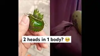 Conjoined twin baby turtle🥺. #turtle #pets #animals #tortoise#shorts