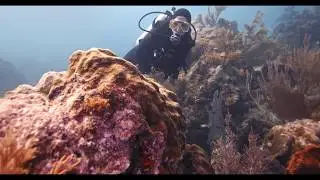 Mission: Iconic Reefs - Healthy Reefs