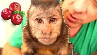 Monkey LOVES Cranberry Trail Mix! (HEALTHY SNACK)