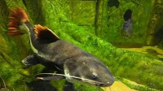 Flying Fish Picked Off From Above And Below | The Hunt | WILDLIFE FISHER ULTRA