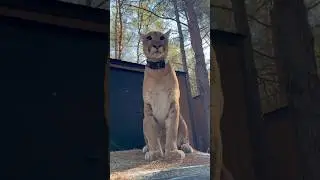 Mao Observation Post🙂#shorts #animals #shortvideo #cat #shortsvideo #cougar #short #animallife