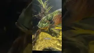 Oscar Cichlid, 5 Years Ago vs. Today