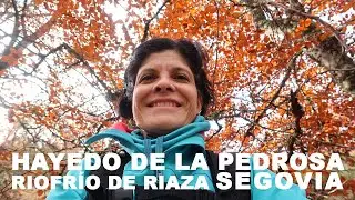 Ruta en el Hayedo de la Pedrosa noviembre 2024 por Deya La Exploradora
