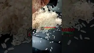 Indian Long Grain Rice #riceindia #food #rice #cooking #longgrainrice #recipe #riceproduction
