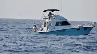 White Marlin, Deep sea fishing Cancun & Isla mujeres