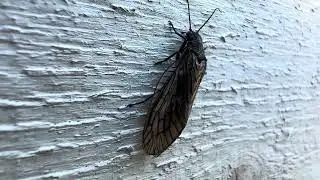 Gewone slijkvlieg (Sialis lutaria ) - 2025-04-28
