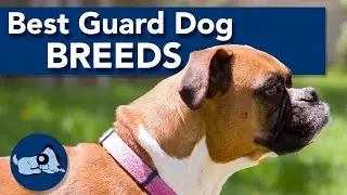 The Best Guard Dog Breeds!