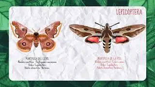 Insectos chilenos - proyecto AE