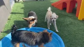 Dogtopia Daycare 11.10.20