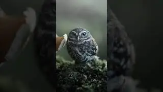 B&uacute;ho gris. 🍂🦉🍂