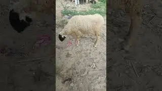 #sheeps beautifull desert #sheep