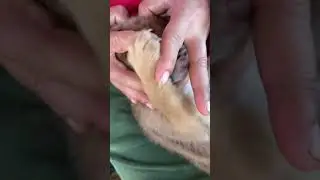 Reuniting with My Puppy After a Long Time – We Recognized Each Other in a Single Look 