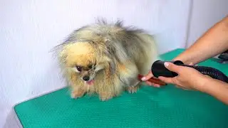 Grooming of a SPITZ at home for his birthday