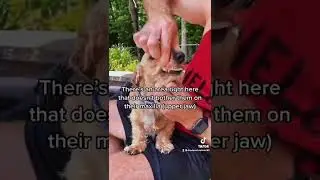 Как открыть пасть собаке