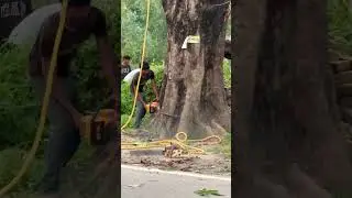 400 years Old Mahua Tree 🌳 Cutting By Government in 2025