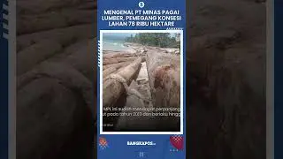 Mengenal PT Minas Pagai Lumber, Pemegang Konsesi Lahan 78 Ribu Hektare yang Kayunya Diduga Terdampar