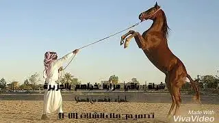 شيلة | باقي مرابط خيلهم بالجزيرة بطيء || اداء فهد بن فصلا
