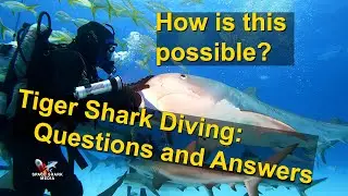 Diving with Tiger Sharks: Questions and Answers. How to dive with sharks in the Bahamas.
