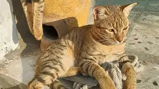 Cute Kittens Video 🐱 |  #cutecat #ytshorts #cat #animals #pets #kitten  #shorts