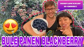 PANEN BLACKBERRY LIAR GRATIS ALA BULE DI BELAKANG PERKEBUNAN APEL. SAMPE KALAP SE-EMBER! 😍