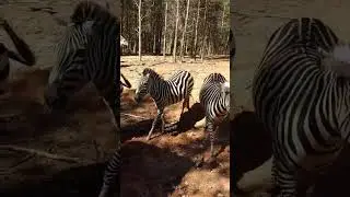 Zebra, white with black stripes? or black with white stripes. #zebra #stripes #animals #zoo #america