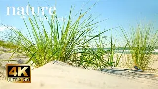 Dune grass waving in wind🌳Relaxing sound of sea waves🌳White noise🌳 Sound for relaxation and sleep